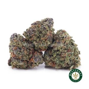 Gary Payton AAAA (Popcorn Nugs)