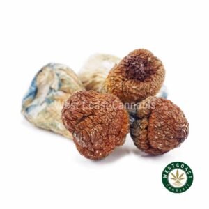 Shrooms – Makilla Gorilla