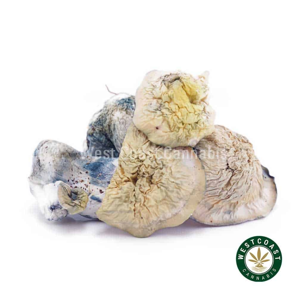 Shrooms Exotic – Flipper