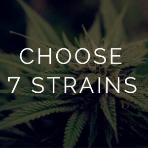 Sativa Strains